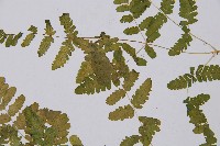 羽節蕨藏品圖，第4張