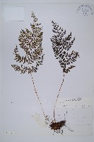 登錄號:P003647藏品圖，第1張