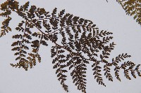 登錄號:P003647藏品圖，第3張