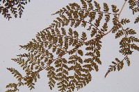 登錄號:P003647藏品圖，第4張