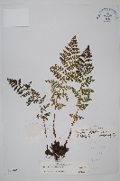 腺鱗毛蕨藏品圖，第1張