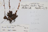 腺鱗毛蕨藏品圖，第2張