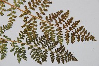 腺鱗毛蕨藏品圖，第3張