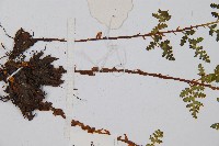 腺鱗毛蕨藏品圖，第4張