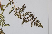 腺鱗毛蕨藏品圖，第5張