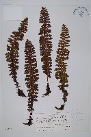 黑稈蹄蓋蕨藏品圖，第1張