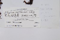 黑稈蹄蓋蕨藏品圖，第2張