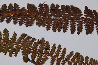 黑稈蹄蓋蕨藏品圖，第3張