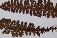 黑稈蹄蓋蕨藏品圖，第4張