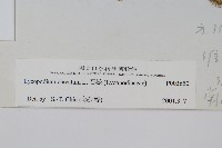 石松藏品圖，第2張