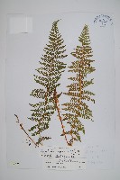 工布耳蕨藏品圖，第1張