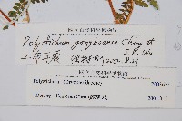 工布耳蕨藏品圖，第2張