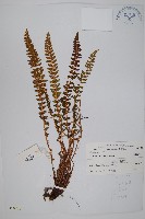 寶興耳蕨藏品圖，第1張