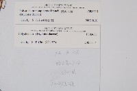 寶興耳蕨藏品圖，第2張