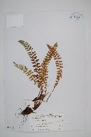 高山耳蕨藏品圖，第1張