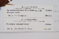 高山耳蕨藏品圖，第2張