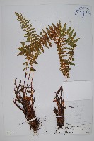 烏柄耳蕨藏品圖，第1張