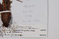 烏柄耳蕨藏品圖，第2張