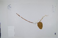 鈍頭瓶爾小草、狹葉瓶爾小草藏品圖，第1張