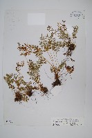 高山珠蕨藏品圖，第1張