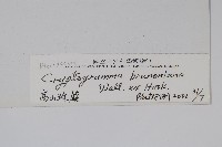 高山珠蕨藏品圖，第2張