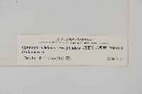 滇西金毛裸蕨藏品圖，第2張