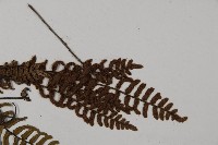 滇西金毛裸蕨藏品圖，第4張