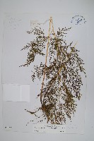 高山金粉蕨藏品圖，第1張