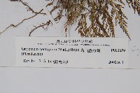 高山金粉蕨藏品圖，第2張