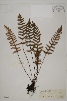 滇西金毛裸蕨藏品圖，第1張