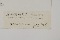 滇西金毛裸蕨藏品圖，第2張