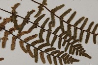 滇西金毛裸蕨藏品圖，第4張