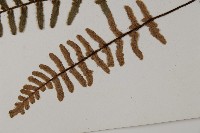 滇西金毛裸蕨藏品圖，第5張