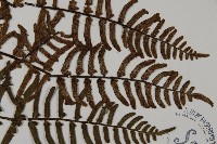 滇西金毛裸蕨藏品圖，第3張