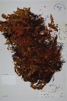 細葉蕗蕨藏品圖，第1張
