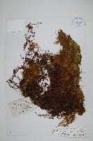 長葉蕗蕨藏品圖，第1張