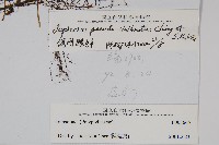 偽網眼瓦葦藏品圖，第2張