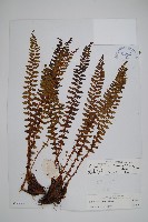 栗鱗耳蕨藏品圖，第1張