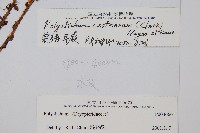 栗鱗耳蕨藏品圖，第2張