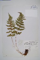 鋸齒葉鱗毛蕨藏品圖，第1張