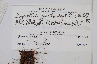 鋸齒葉鱗毛蕨藏品圖，第2張