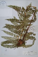 登錄號:P003669藏品圖，第1張