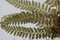 登錄號:P003669藏品圖，第3張