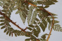 登錄號:P003669藏品圖，第5張