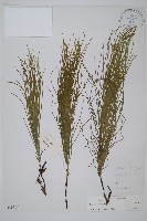 登錄號:P003670藏品圖，第1張