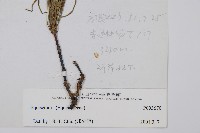 登錄號:P003670藏品圖，第2張