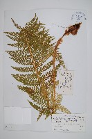 工布耳蕨藏品圖，第1張