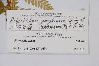 工布耳蕨藏品圖，第2張