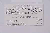 圓齒軸鱗蕨藏品圖，第2張