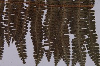 圓齒軸鱗蕨藏品圖，第3張